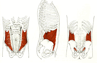 musculos abdominales