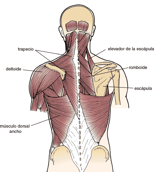 musculos cintura escapular