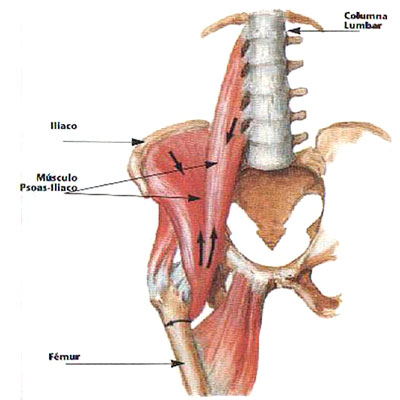 musculos flexores de la cadera