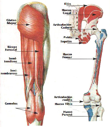 musculos isquiotibiales