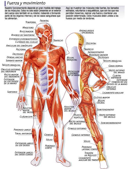 musculos