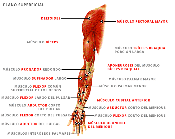 Resultado de imagen de la musculatura del cuerpo humano