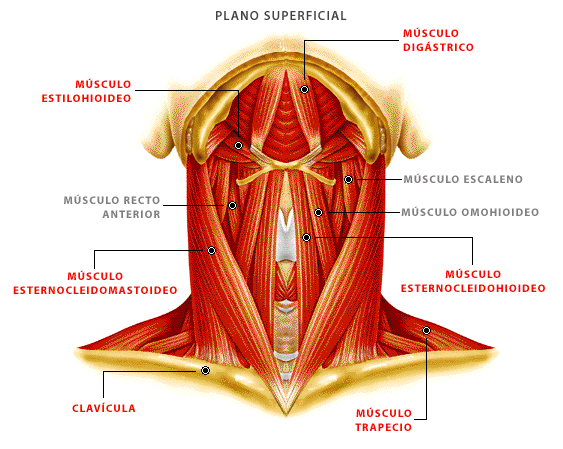 musculos del cuello