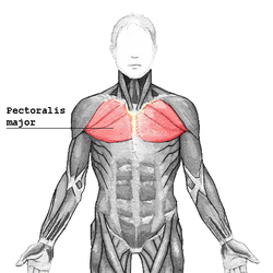 musculo pectoral mayor