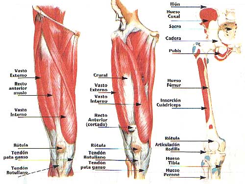 musculo recto anterior