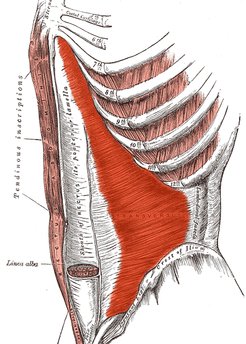 transverso abdominal