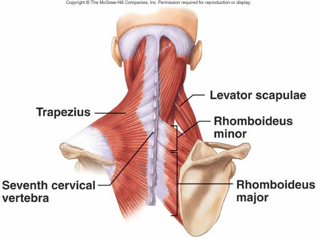 trapecio romboides