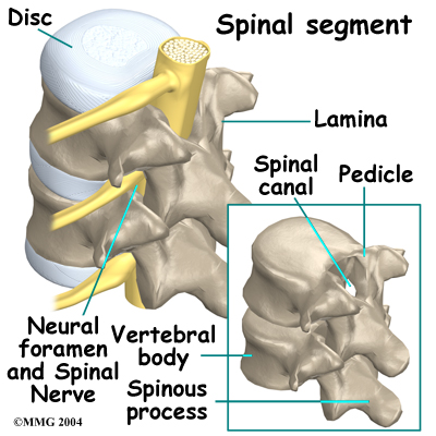 columna vertebral